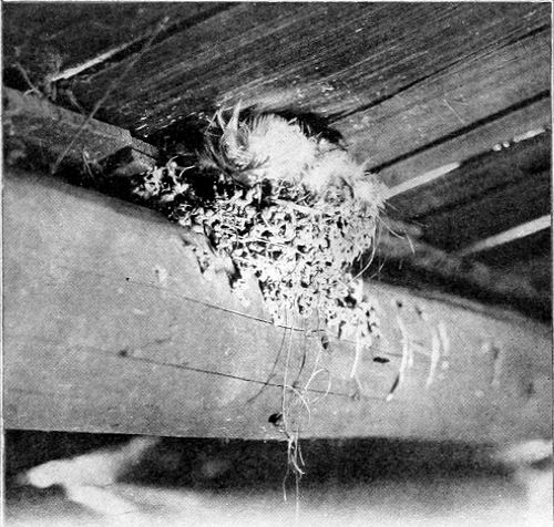 Taken near Spokane. Photo by F. S. Merrill. NEST OF BARN SWALLOW.