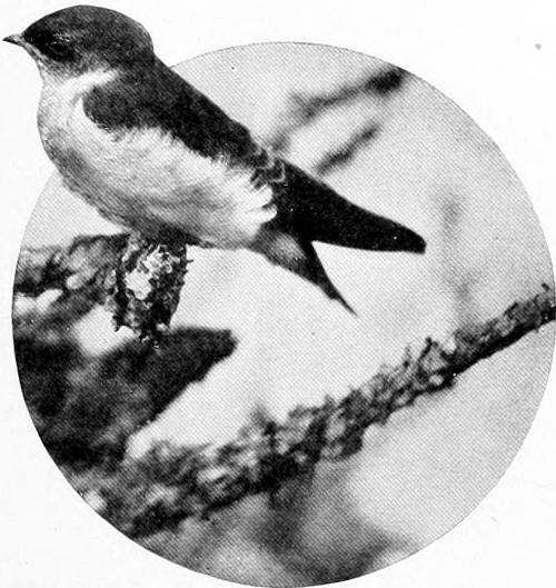 Taken in Oregon. Photo by Finley and Bohlman. YOUNG VIOLET-GREEN SWALLOW.