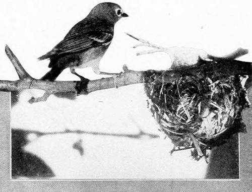 Taken in Oregon. Photo by Finley and Bohlman. CASSIN VIREO AT NEST.