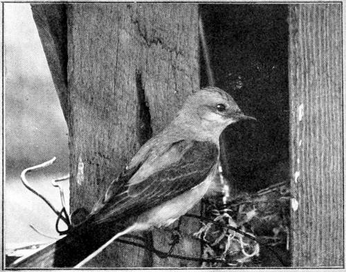 Taken in Douglas County. Photo by the Author. WESTERN KINGBIRD AT NEST.