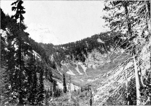 Taken in Chelan County. Photo by W. Leon Dawson. CASCADE PASS AND THE VALLEY OF THE STEHEKIN. A CHARACTERISTIC HAUNT OF THE OLIVE-SIDED FLYCATCHER.