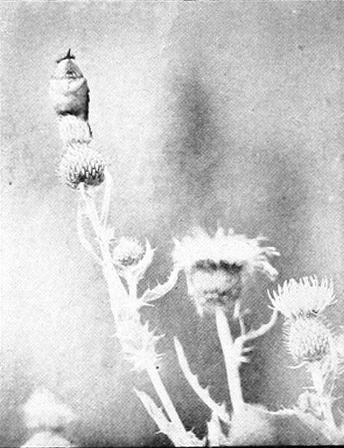 Taken in Spokane. Photo by F. S. Merrill. CALLIOPE HUMMER, FEMALE.