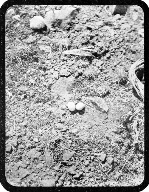 Taken near Spokane. Photo by F. S. Merrill. EGGS OF WESTERN NIGHTHAWK, IN SITU.