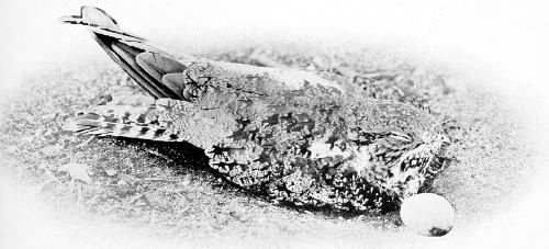 Taken near Spokane. Telephoto by W. H. Wright. WESTERN NIGHTHAWK AT MIDDAY.