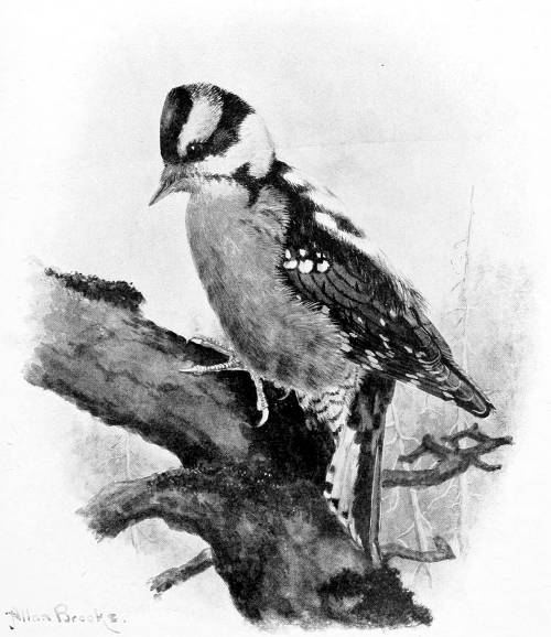 GAIRDNER WOODPECKER.