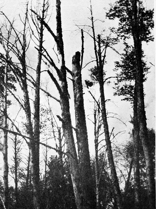 Taken in Pierce County. Photo by J. H. Bowles. PILEATED WOODPECKER LEAVING NEST.