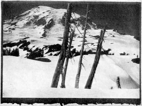 Taken in Rainier National Park. Photo by W. Leon Dawson. A NESTING SITE OF THE NORTHWEST FLICKER. THE LARGEST STUB CONTAINED SIX EGGS ON THE POINT OF HATCHING JULY 7, 1908, WHEN THIS PICTURE WAS TAKEN.