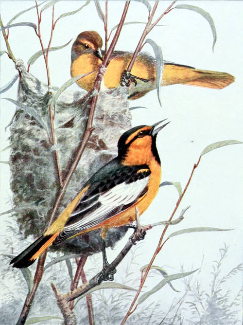 BULLOCK ORIOLES MALE AND FEMALE, ½ LIFE SIZE From a Water-color Painting by Allan Brooks