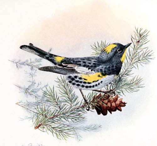 AUDUBON WARBLER MALE, ⅚ LIFE SIZE From a Water-color Painting by Allan Brooks