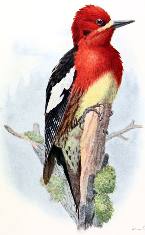 RED-BREASTED SAPSUCKER MALE, NEARLY LIFE SIZE From a Water-color Painting by Allan Brooks