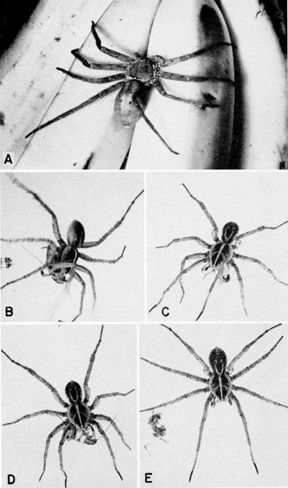 Heteropoda venatoria.