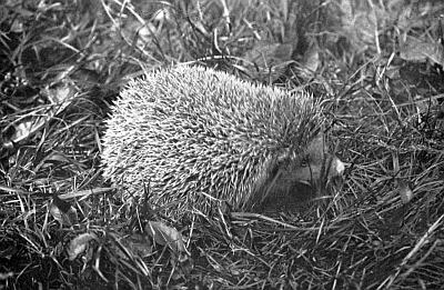 Round, white hedgehog sitting in grass.