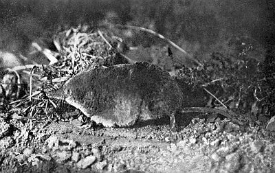 Mole on leveled dirt among collected bedding grasses.