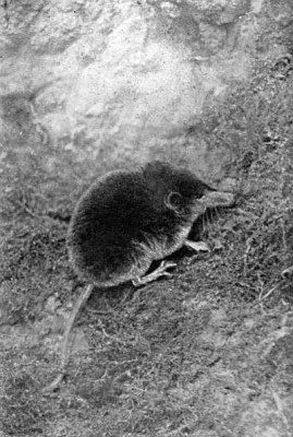 Shrew in sparse grass near dirt mound.