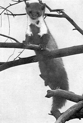 Pine Marten with throat bib on leafless branches.