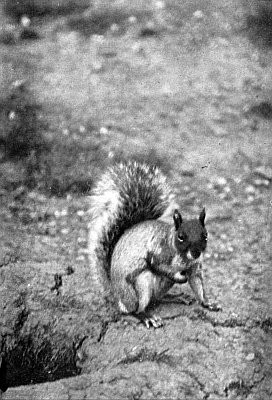 Grey squirrel, white underbelly, bushy tail; hard earth, sparse grass.