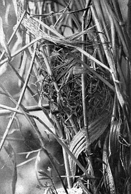 Rounded tangle of small weeds among stalks of larger grasses.