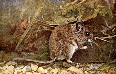 Dark golden-brown mouse, white underbelly, big black eyes, long naked tail; among pebbles and grasses.