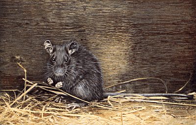 Facing forward, sitting on haunches in yellow straw, next to board wall.