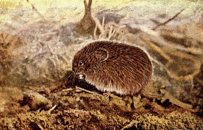 Chubby brown vole, white underbelly, short tail, on dirt and short grasses.