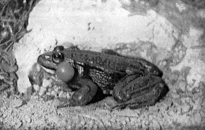 Male frog; vocal sacs below jaw and behind ear inflated to size of large peas.