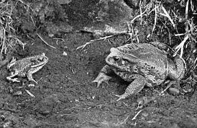 Very small Natterjack--with line down back--facing Common Toad that's several times larger.