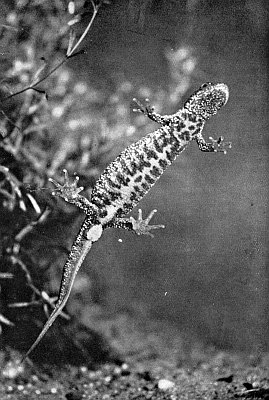 Underside view; skin covered with little warts; dark upper parts with blotched light spots underneath.