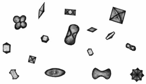 Calcium oxalate crystals