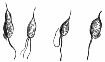 Trichomonas vaginalis