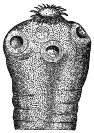 Head of Tænia solium