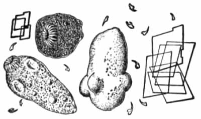 Contents of echinococcus cyst