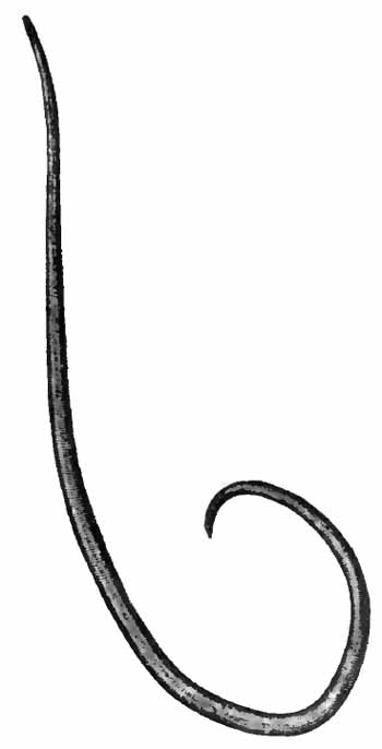 Ascaris lumbricoides