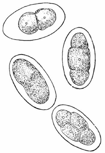 Four eggs of the New World hook-worm