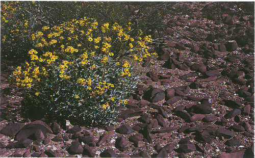 Vegetation amidst the desert pavement of the Sonoran Desert (photograph by John Olsen).