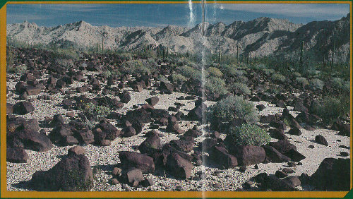 Sonoran Desert (photograph by Peter Kresan).