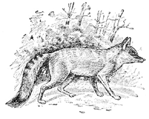 fox