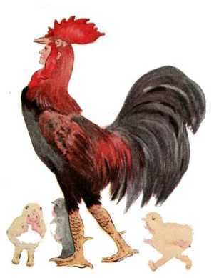 Rooster