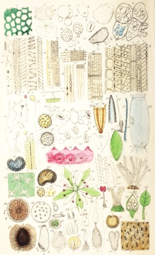 Plate I.  London, John Van Voorst.