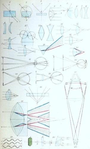 Plate XII.  W Bagg sculp  London: John Van Voorst.