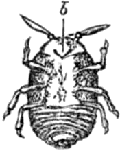 Fillossera maschio