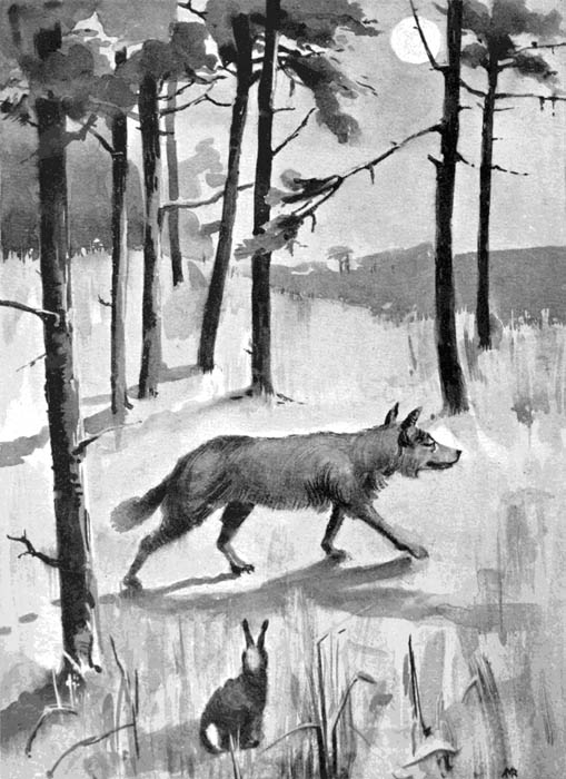 wolf walking in the woods