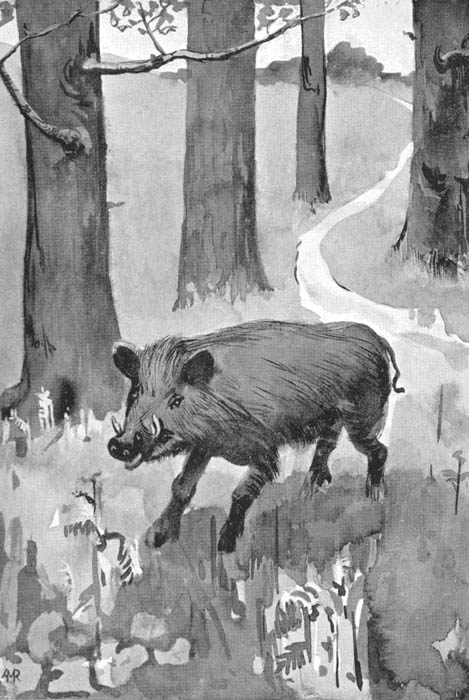 a boar in a forest