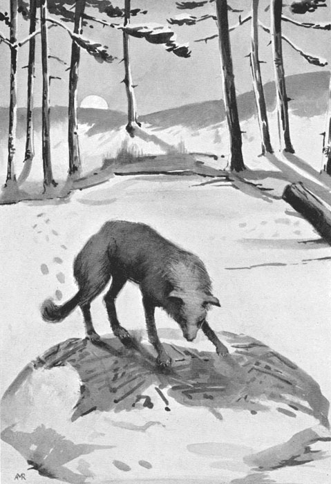 a wolf standing over a beaver’s hut