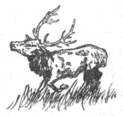 a stag