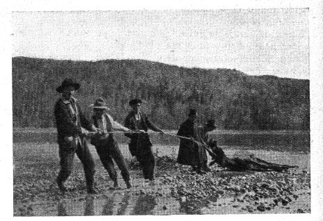 Orignal tué au bord d’une rivière