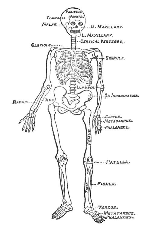 THE HUMAN SKELETON.