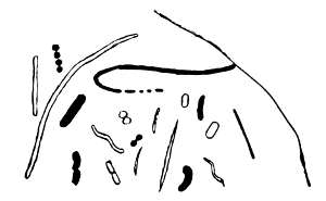 Intestinal microbes from the cæca of a Rhea.