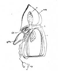 Eudoxia.