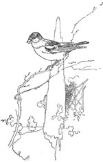 bird on branch