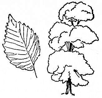 tree and leaf